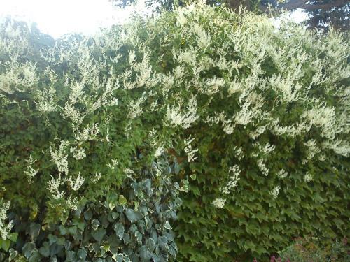 Bed & Breakfast La Carioca