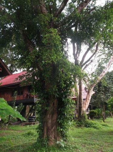 Bamboo House