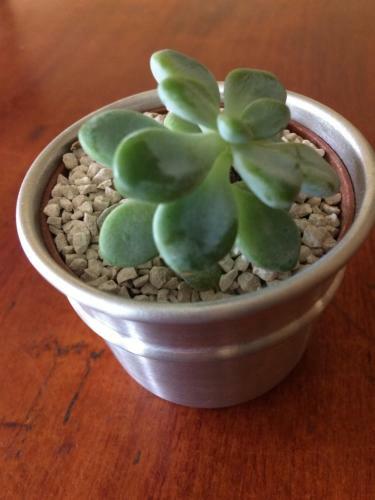 Hotel Flamingo Cabinas