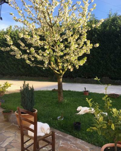 Agroturismo Agriturismo Corte Del Brenta