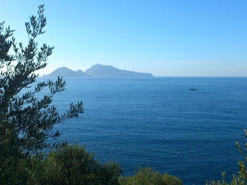Montano