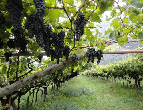 Agroturismo Antico Fienile Agritur