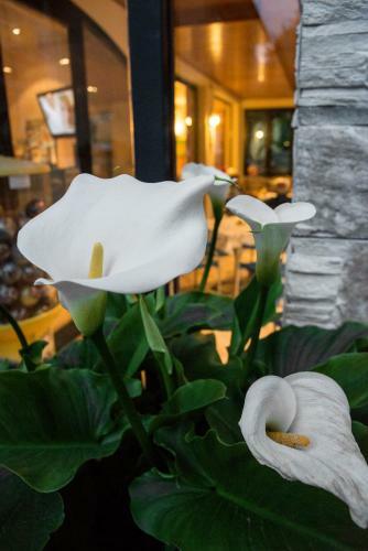 Hotel Fiordaliso