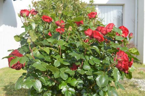 Hotel Les Jardins D'ol�ron