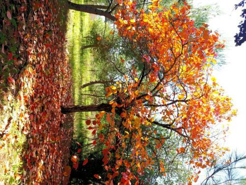 Bed & Breakfast Villa Maggiulli Alfieri - Dimora Storica