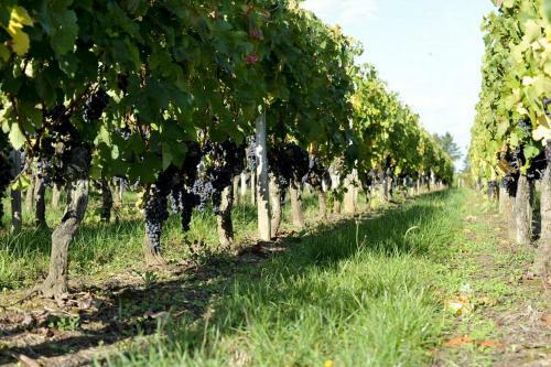Bed & Breakfast Ch�teau De M�le