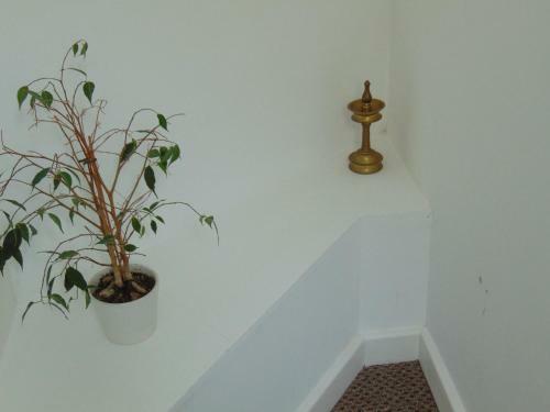 Flat 5 Apartments