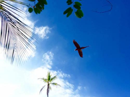 Corcovado Adventures Tent Camp