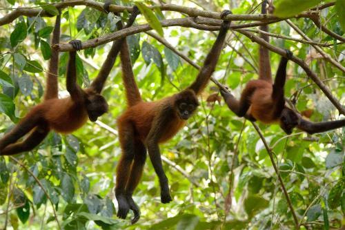 Corcovado Adventures Tent Camp