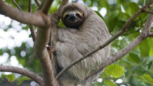 Corcovado Adventures Tent Camp