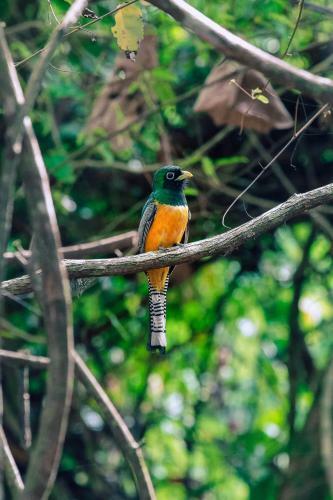 Corcovado Adventures Tent Camp