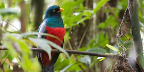 Corcovado Adventures Tent Camp