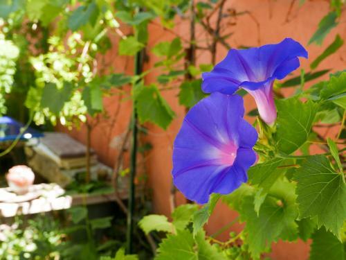 Bed & Breakfast Jardin Vieux Port Panier