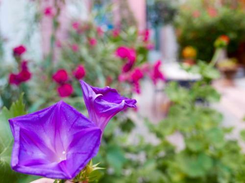 Bed & Breakfast Jardin Vieux Port Panier