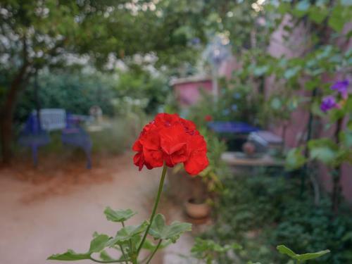 Bed & Breakfast Jardin Vieux Port Panier