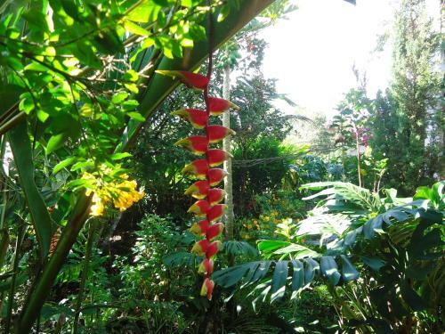 Hostal Hotel Pachamama