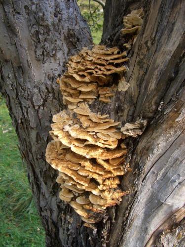 Ball Benas Apartamentos