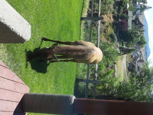 Motel Absaroka Lodge