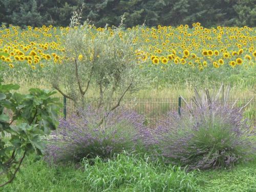 Bed & Breakfast L'�tape Provencale