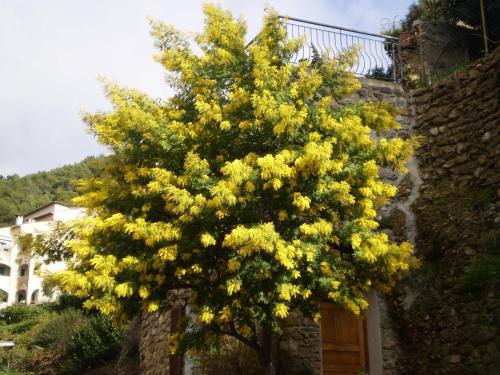 Hostal Maison D'h�tes Village De Roquebrune Cap Martin