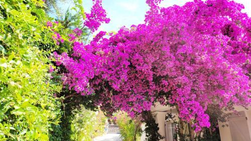 Villa Saray