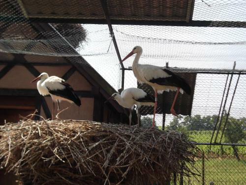 Hotel H�tel Saint Hubert