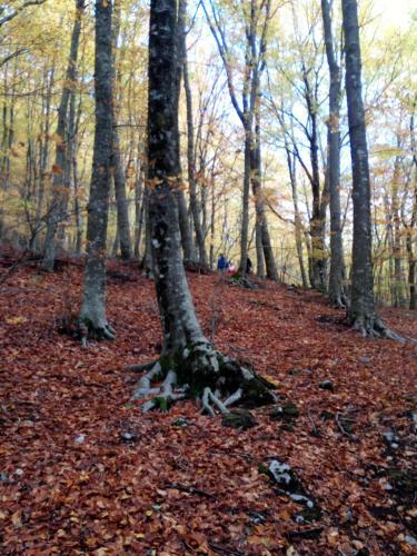 Bed & Breakfast Al Castagno