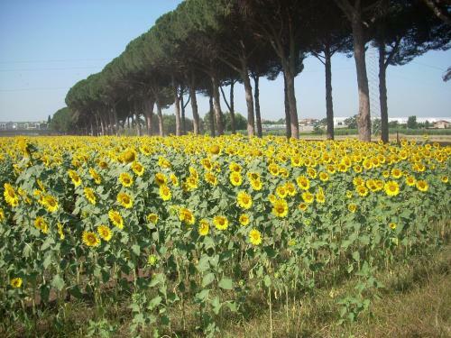 Agroturismo Agriturismo Pantano Borghese