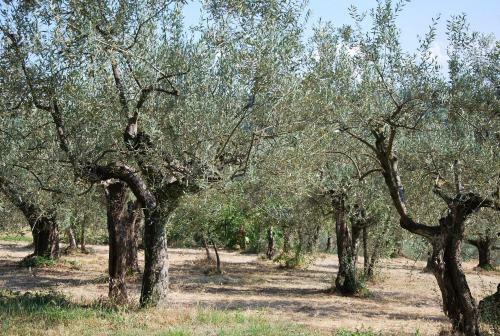 Apartamento Le Valli Lavanda