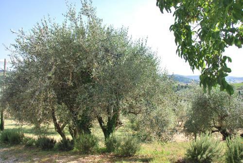 Apartamento Le Valli Lavanda