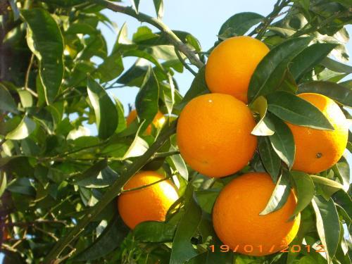 Bed & Breakfast La Magnolia