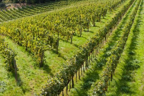 Agroturismo Weingut Schauer