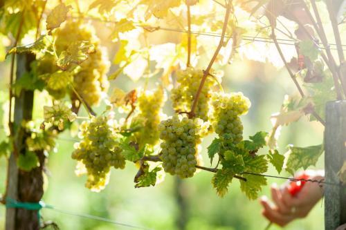 Agroturismo Weingut Schauer