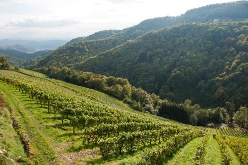 Agroturismo Weingut Schauer