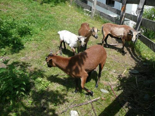Agroturismo Maurachhof