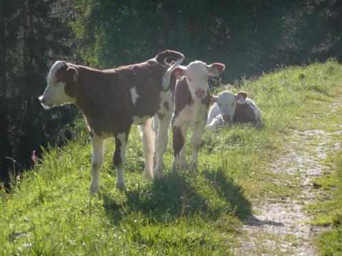 Agroturismo Maurachhof