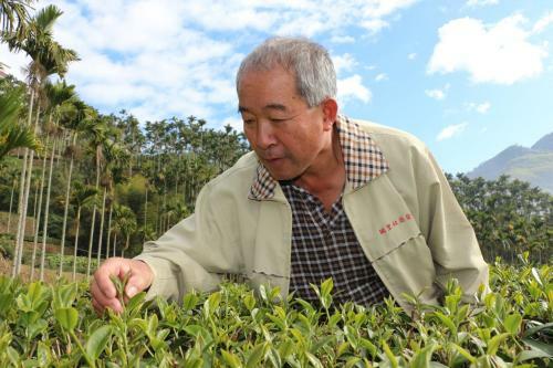 De Ren Tea Gardens