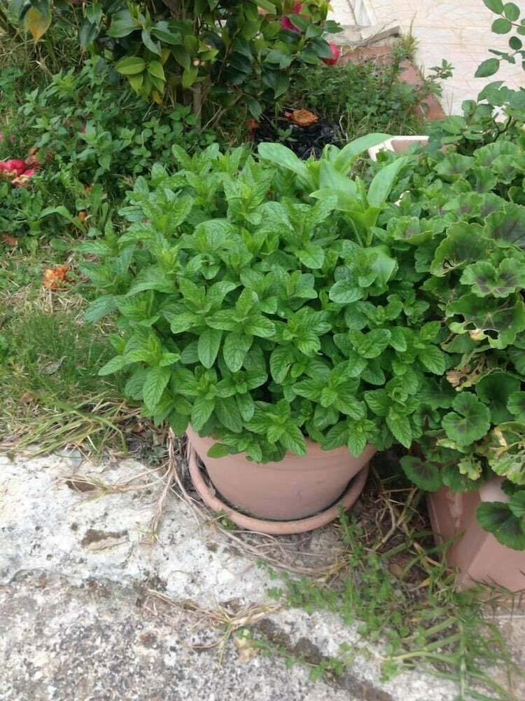 Agroturismo Borgo Rigolizia Vacanze