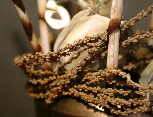Bed & Breakfast Residenza San Faustino