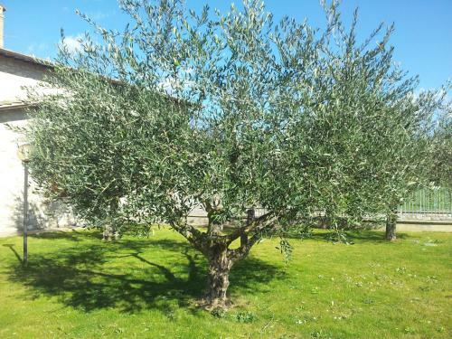 Hostal Assisana Affittacamere