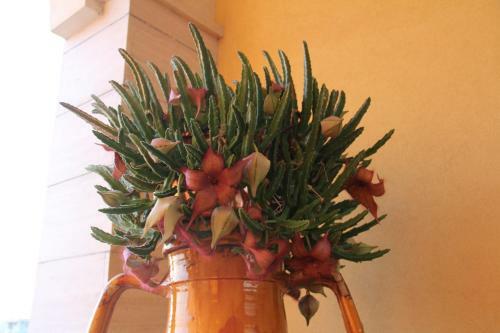 B&B La Rosa Blu