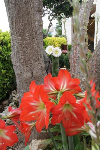 B&B La Rosa Blu