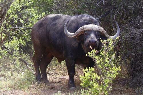 Samara Private Game Reserve Karoo Lodge