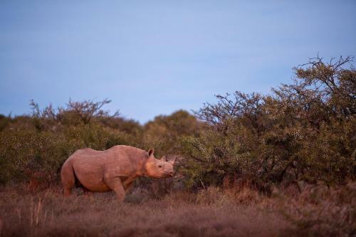 Samara Private Game Reserve Karoo Lodge
