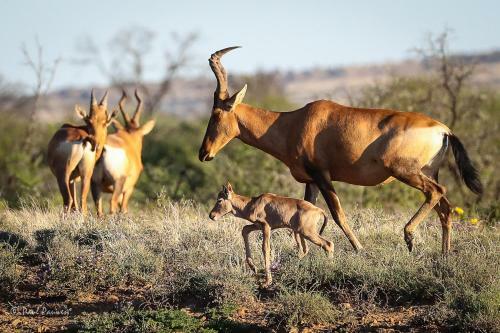 Samara Private Game Reserve Karoo Lodge