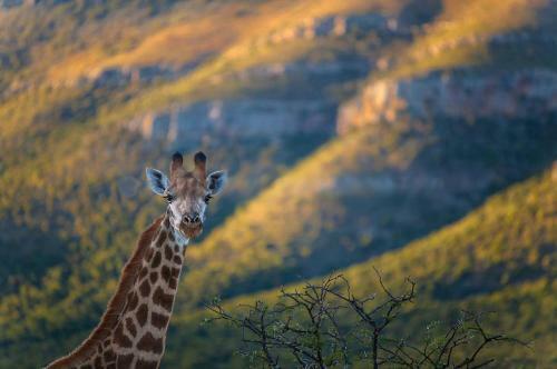 Samara Private Game Reserve Karoo Lodge