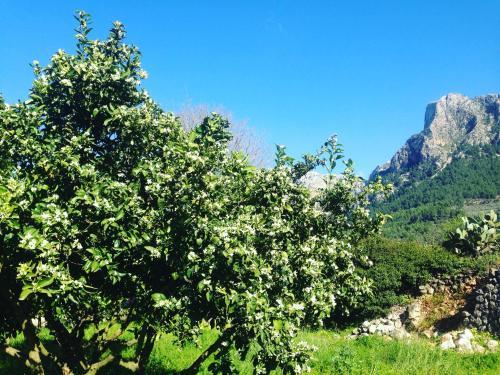Agroturismo Finca Cas Sant