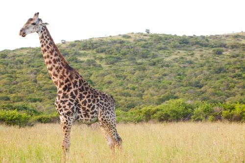 Hostal Zululand Tree Lodge