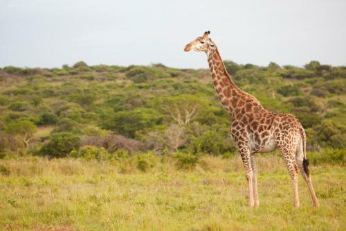 Hostal Zululand Tree Lodge
