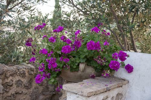 Bed & Breakfast Roba Degli Ulivi